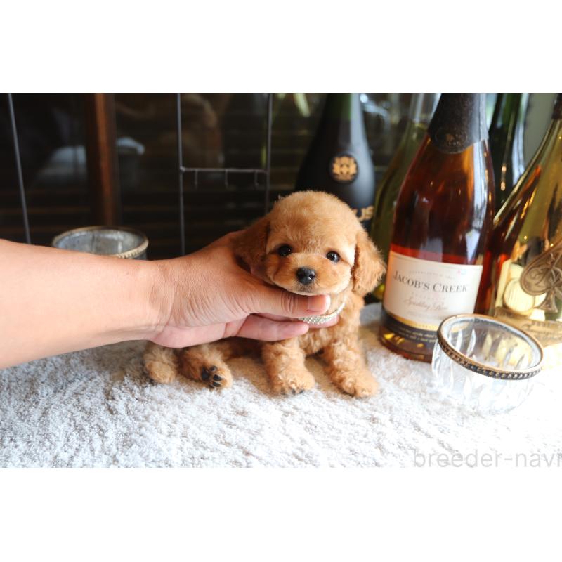 成約済の埼玉県のタイニープードル-410397の4枚目