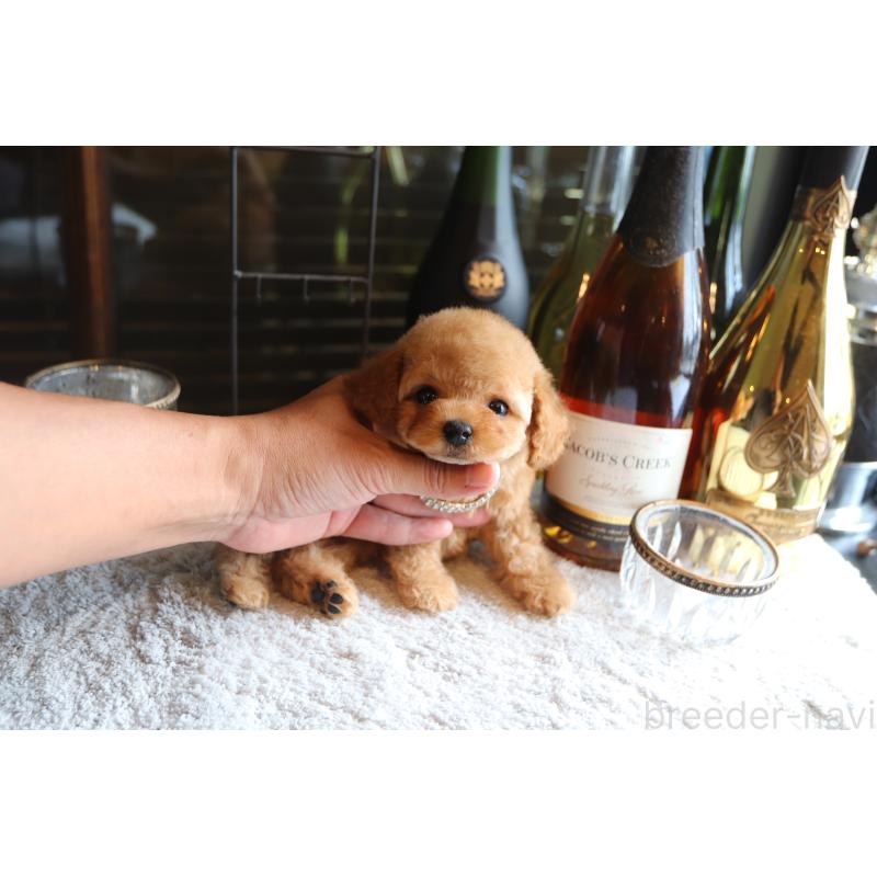 成約済の埼玉県のタイニープードル-410397の3枚目