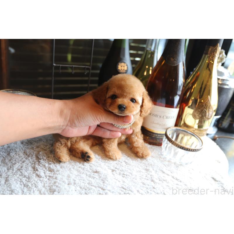 成約済の埼玉県のタイニープードル-410397の2枚目