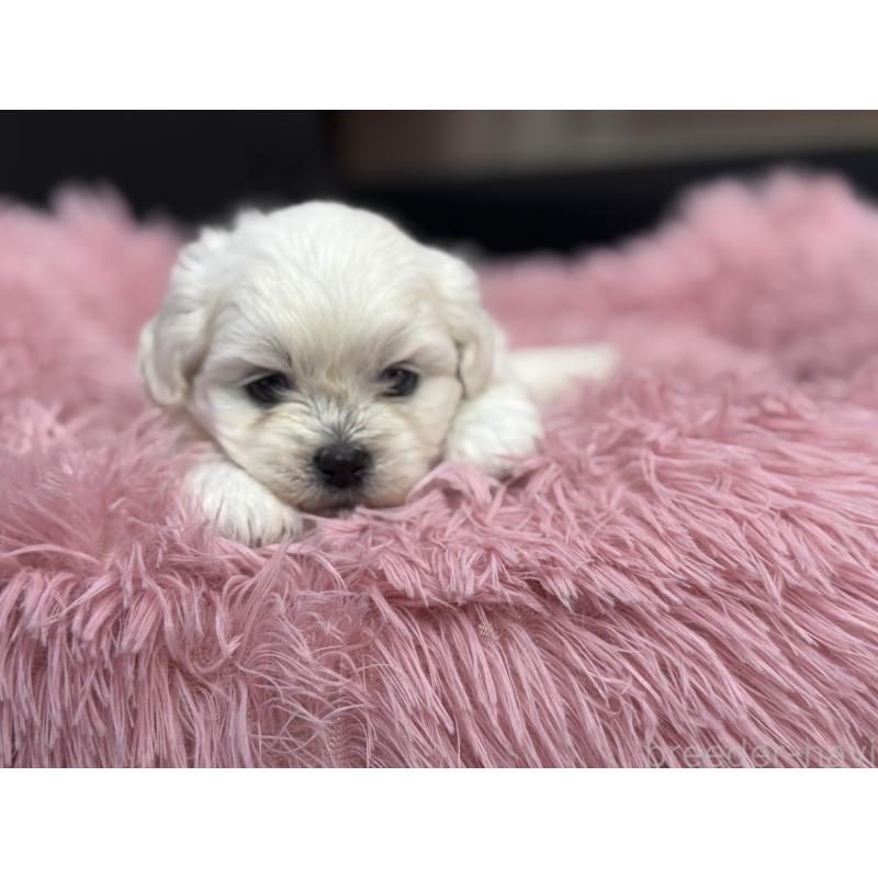 販売中の岐阜県のミックス犬-408333の16枚目