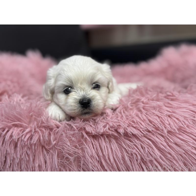 販売中の岐阜県のミックス犬-408333の15枚目
