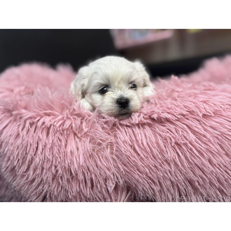 販売中の岐阜県のミックス犬-408333の14枚目