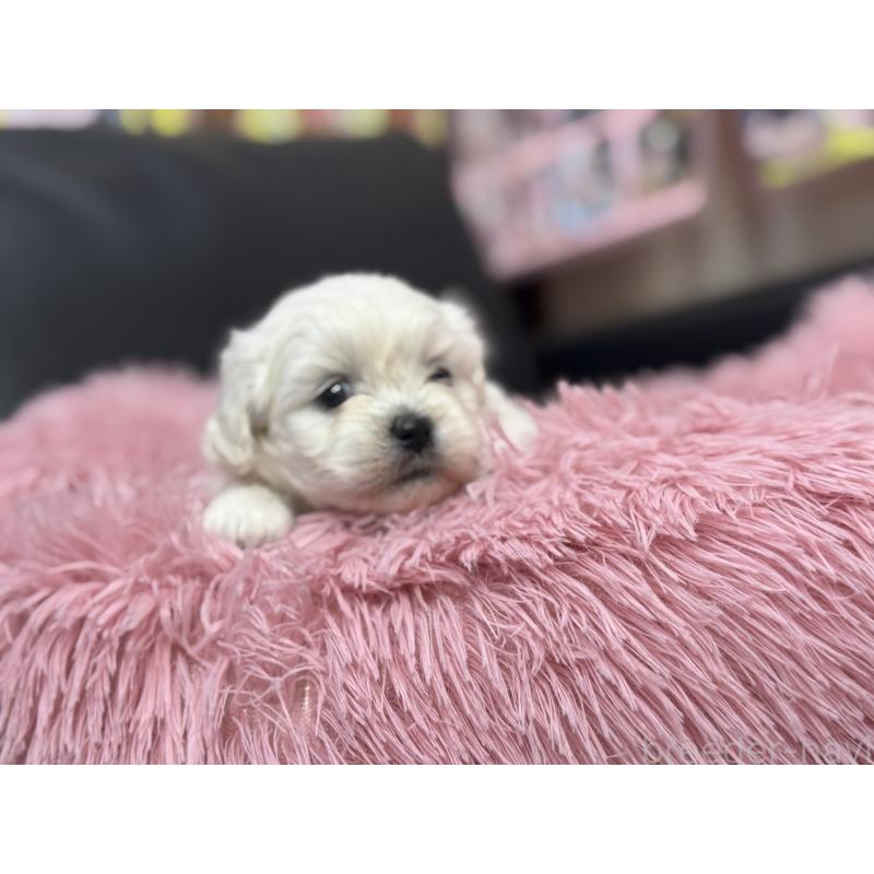 販売中の岐阜県のミックス犬-408333の13枚目