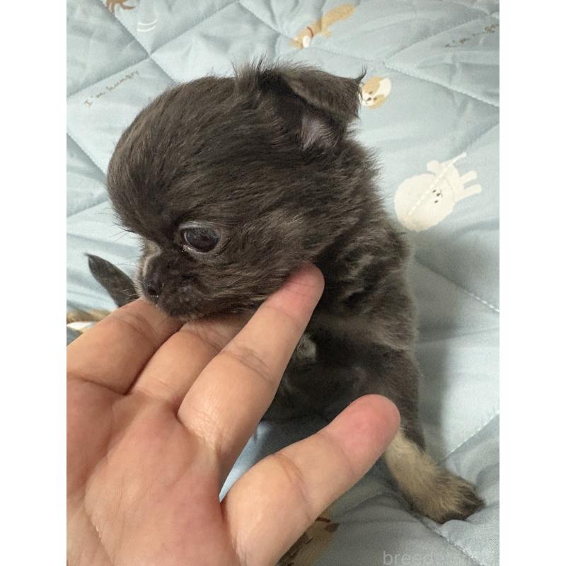 販売中の山口県のチワワ(ロングコート)-412517の3枚目