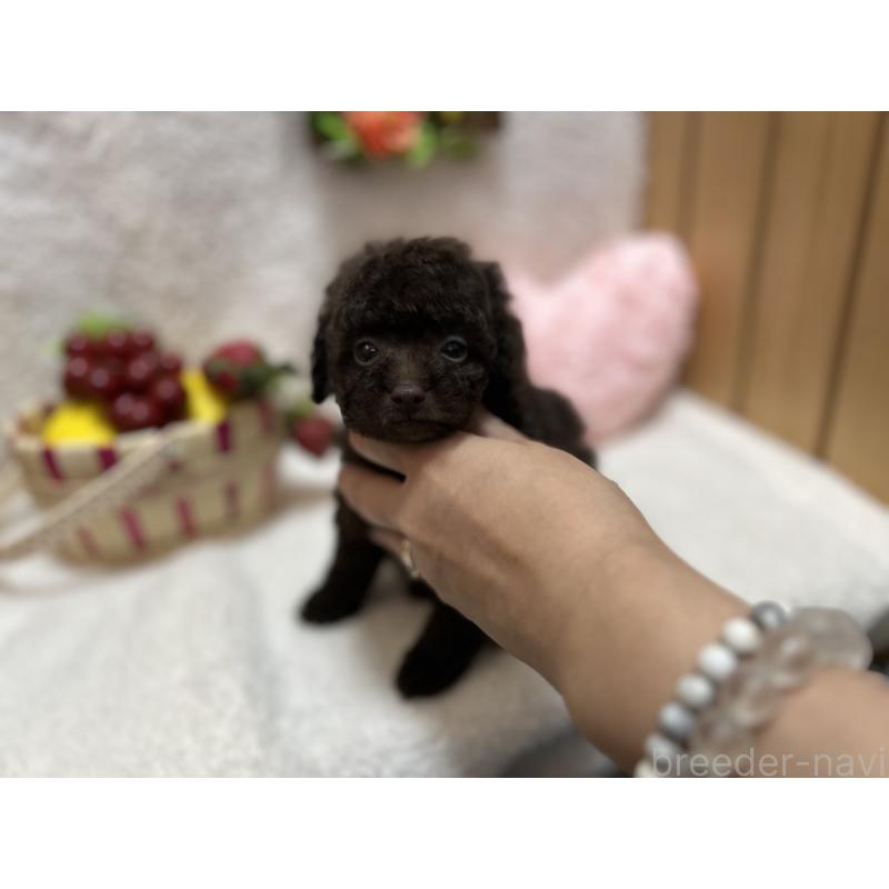 販売中の埼玉県のタイニープードル-412528の9枚目
