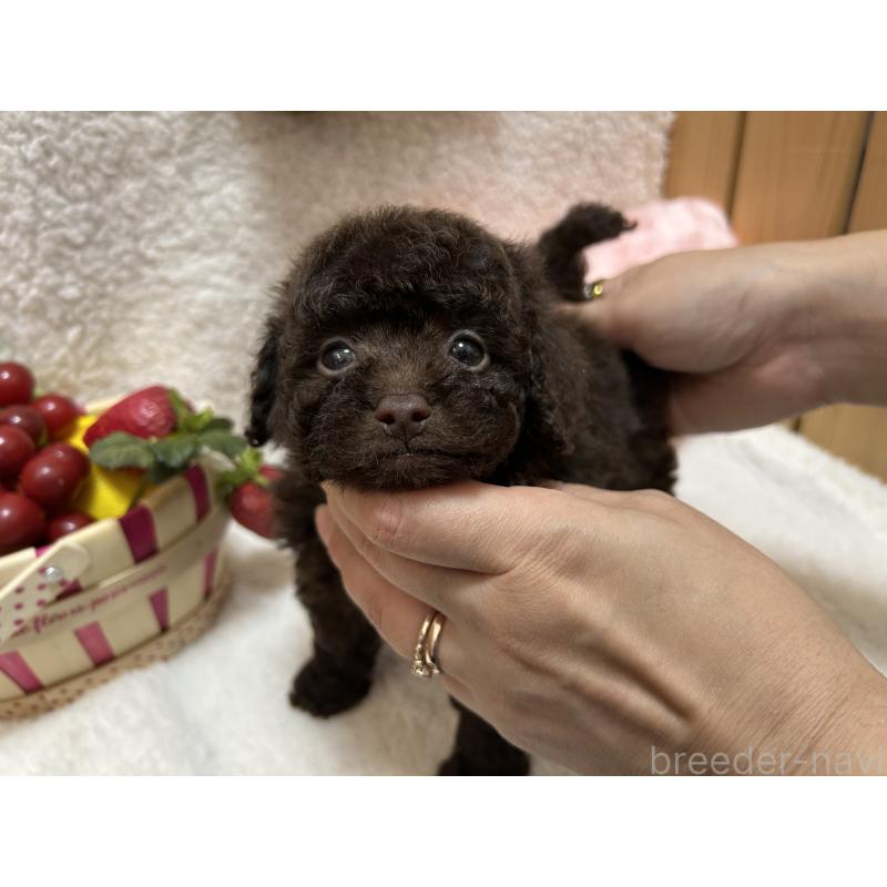 販売中の埼玉県のタイニープードル-412528の8枚目