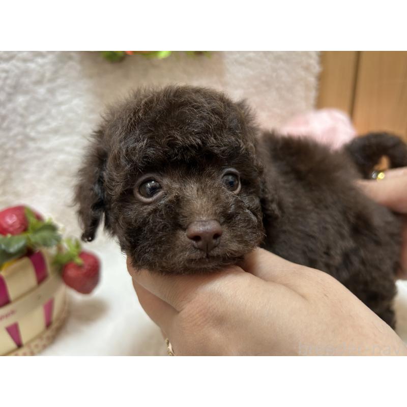 販売中の埼玉県のタイニープードル-412528の6枚目