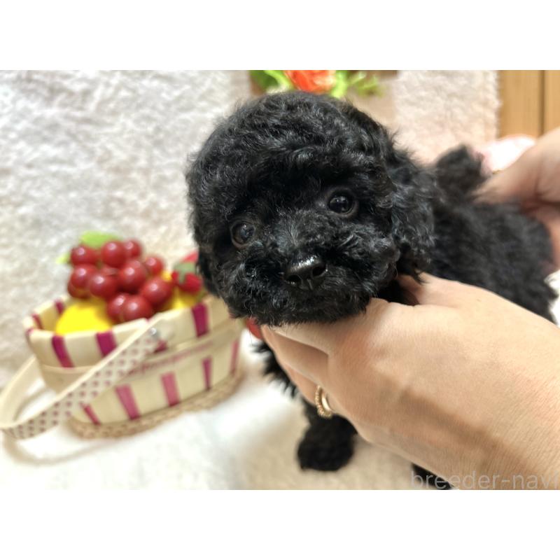 販売中の埼玉県のタイニープードル-412530の8枚目