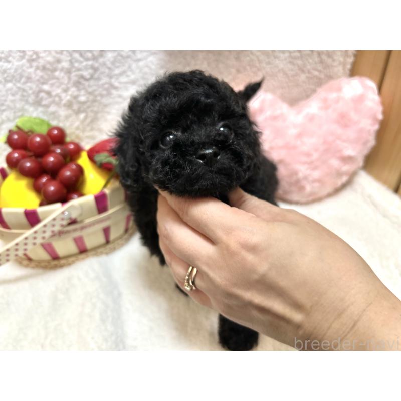 販売中の埼玉県のタイニープードル-412530の5枚目