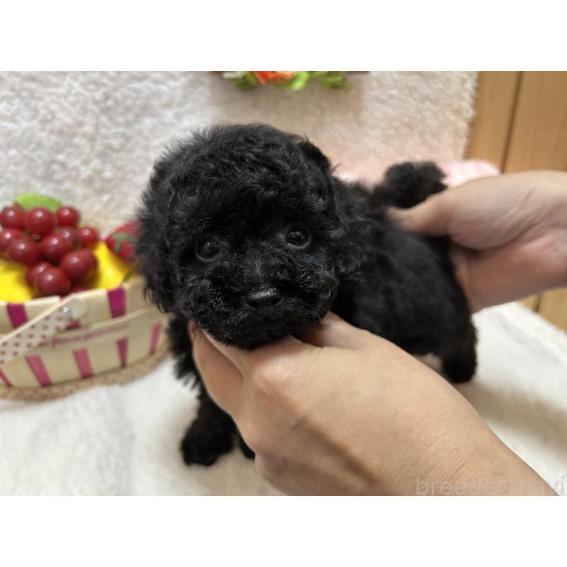 販売中の埼玉県のタイニープードル-412530の4枚目