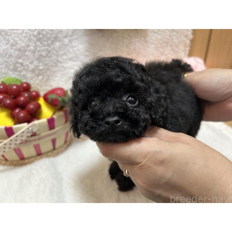販売中の埼玉県のタイニープードル-412530の2枚目