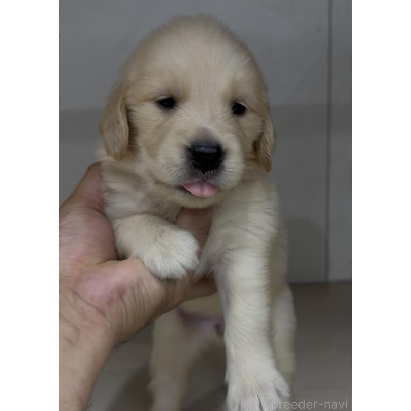 成約済の福岡県のゴールデンレトリーバー-411518の2枚目