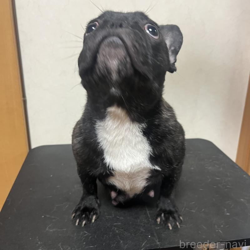赤福ちゃん1枚目