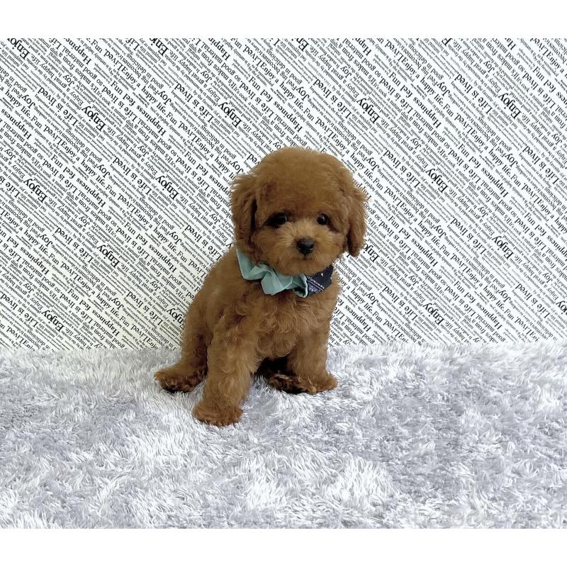 成約済の福岡県のタイニープードル-406245の4枚目