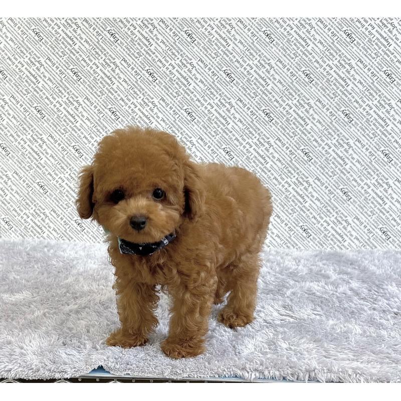 成約済の福岡県のタイニープードル-406245の3枚目