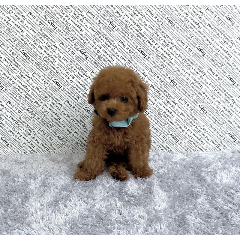 成約済の福岡県のタイニープードル-406245の2枚目