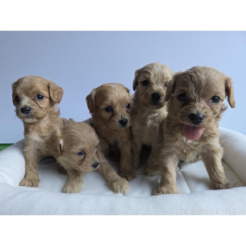 販売中の神奈川県のキャバプー:キャバリア×トイプードル-411349の2枚目