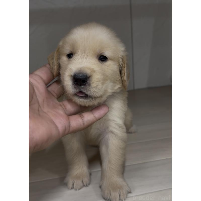 成約済の福岡県のゴールデンレトリーバー-411604の3枚目