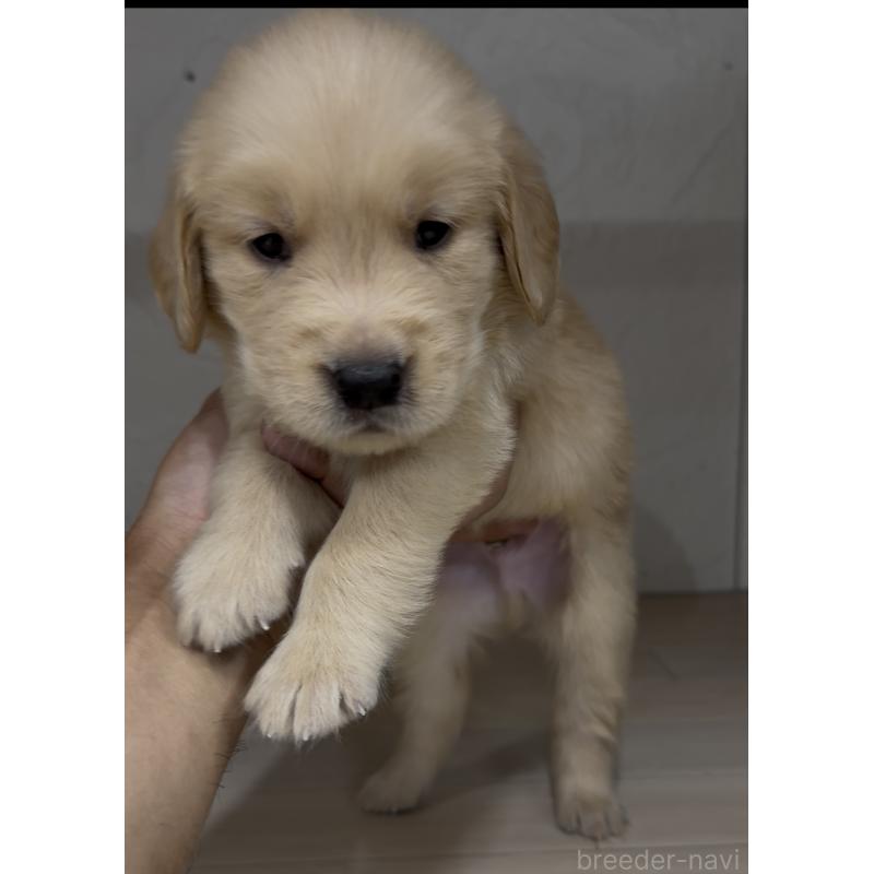 成約済の福岡県のゴールデンレトリーバー-411604の2枚目