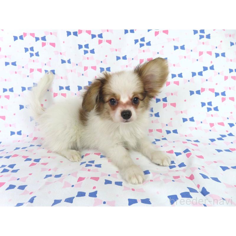 成約済の千葉県のパピヨン-399561の9枚目