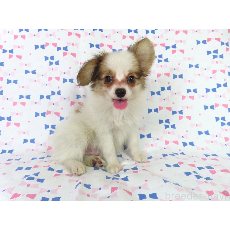 成約済の千葉県のパピヨン-399561の8枚目