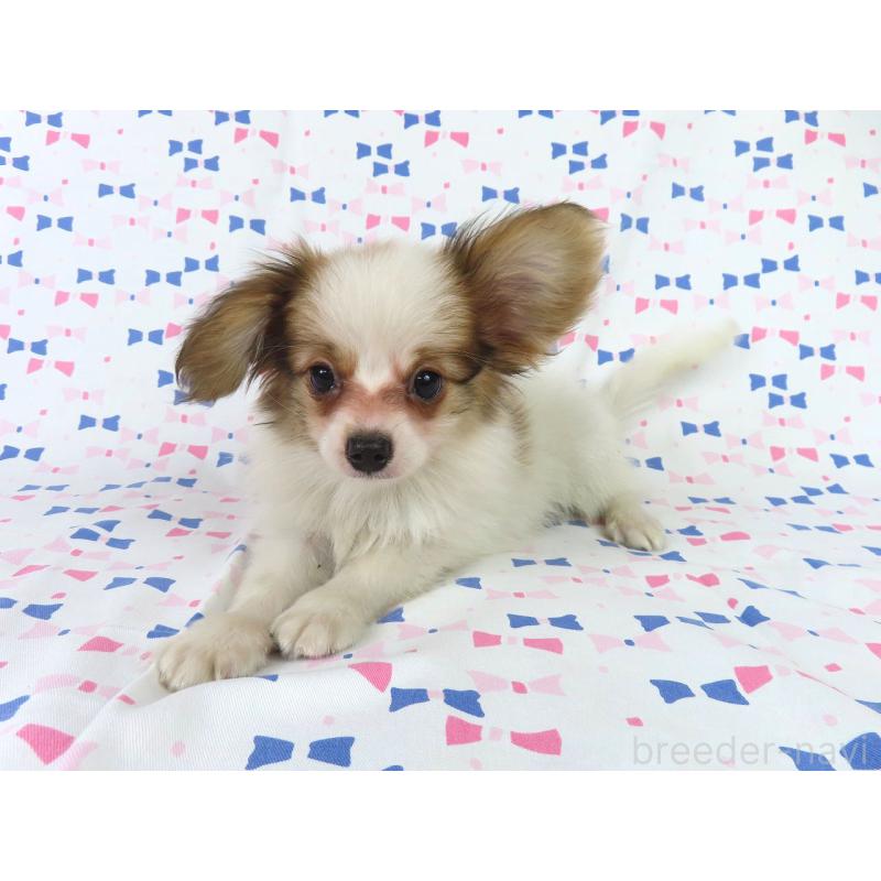 成約済の千葉県のパピヨン-399561の7枚目