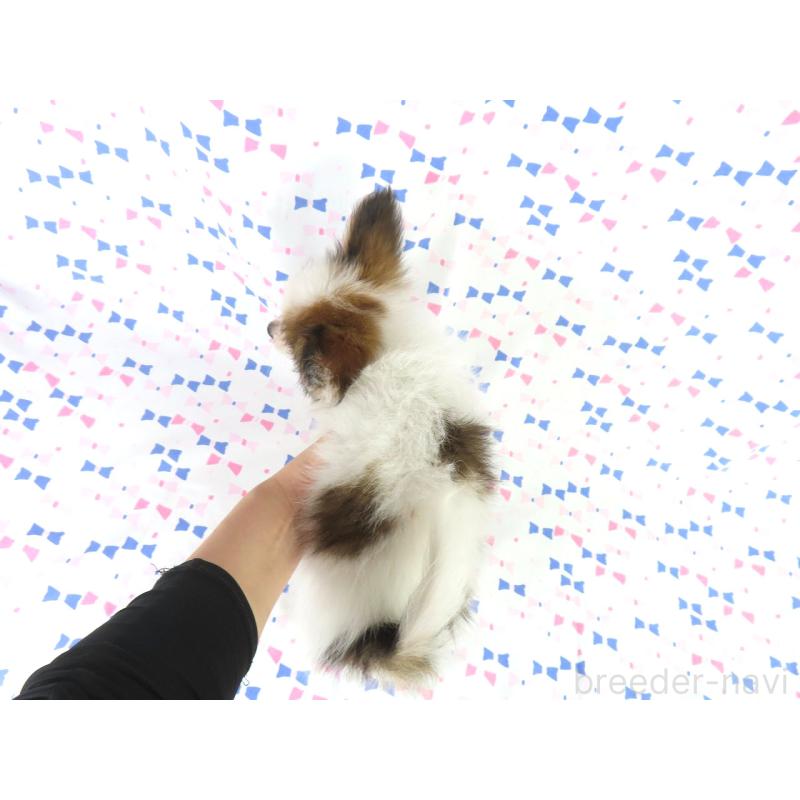 販売中の千葉県のパピヨン-403210の5枚目