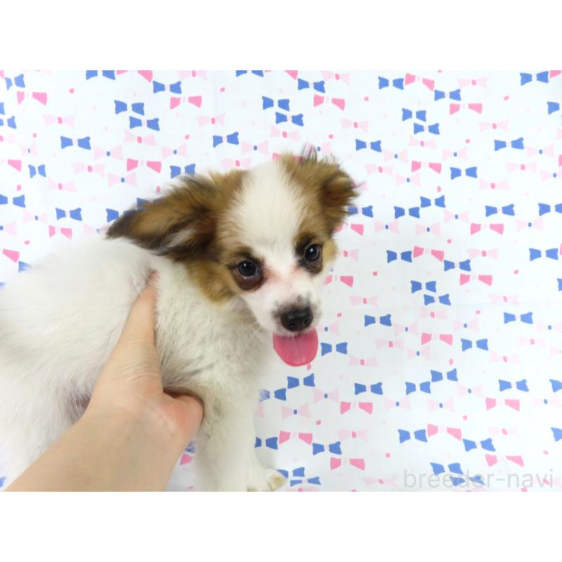販売中の千葉県のパピヨン-400066の8枚目