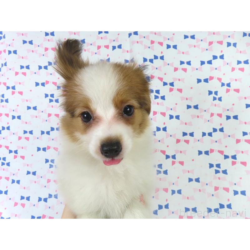 販売中の千葉県のパピヨン-400070の9枚目