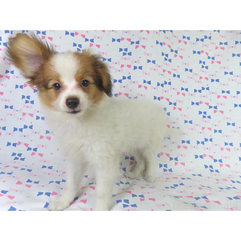 販売中の千葉県のパピヨン-400070の8枚目