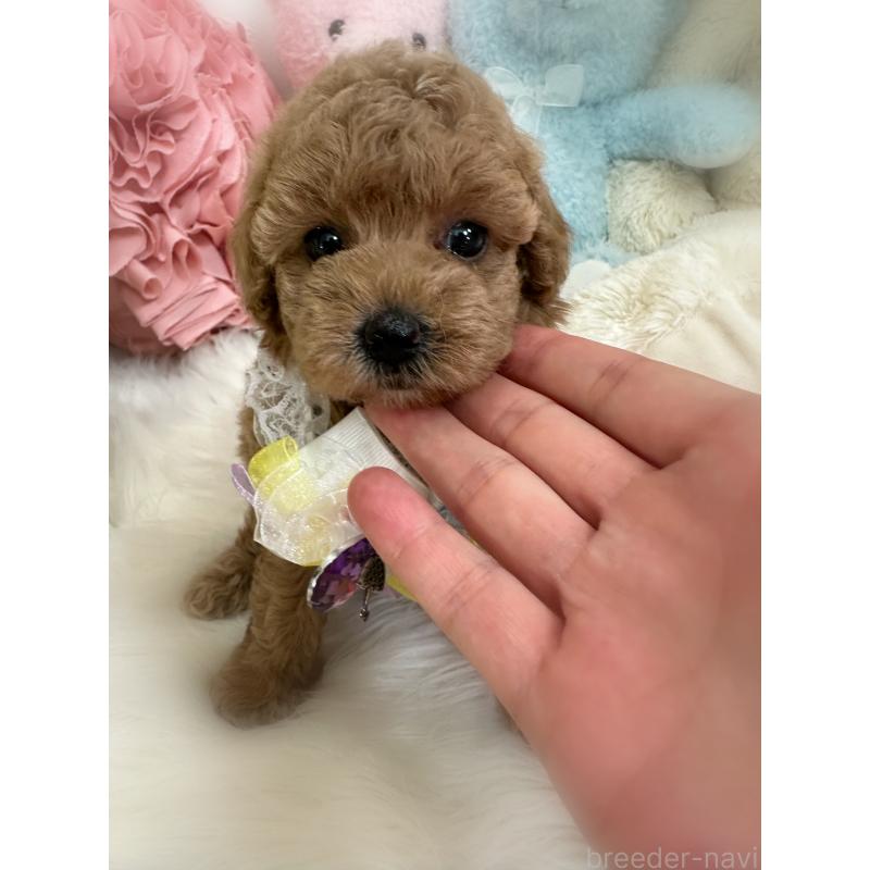 販売中の香川県のトイプードル-412560の2枚目