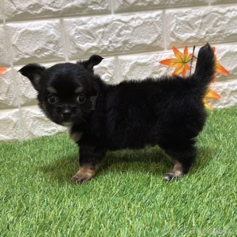 成約済の愛知県のチワワ(ロングコート)-410328の5枚目