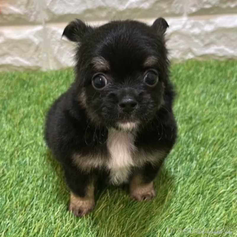 成約済の愛知県のチワワ(ロングコート)-410328の4枚目