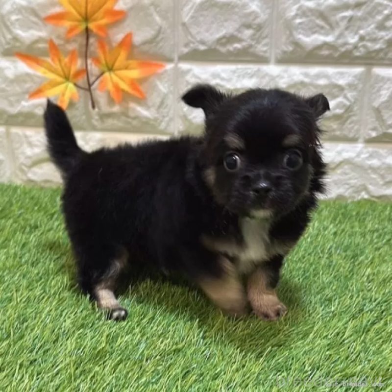 成約済の愛知県のチワワ(ロングコート)-410328の3枚目