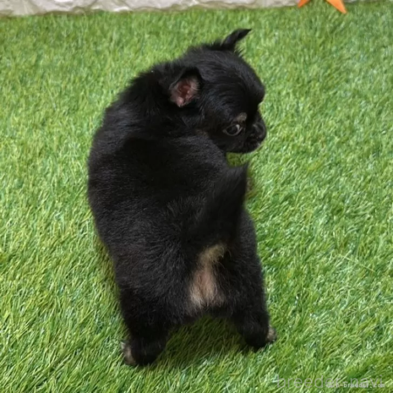 成約済の愛知県のチワワ(ロングコート)-410328の2枚目