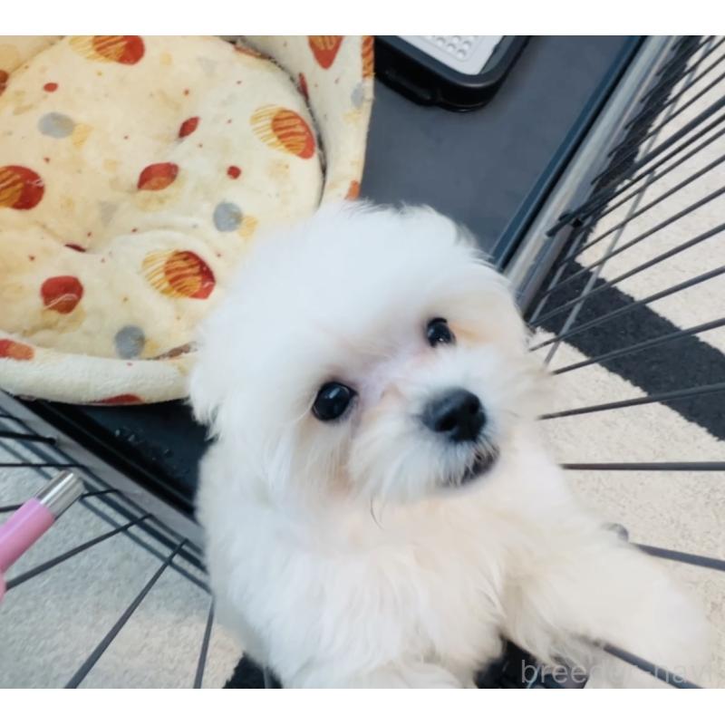 販売中の福岡県のミックス犬-404120の6枚目