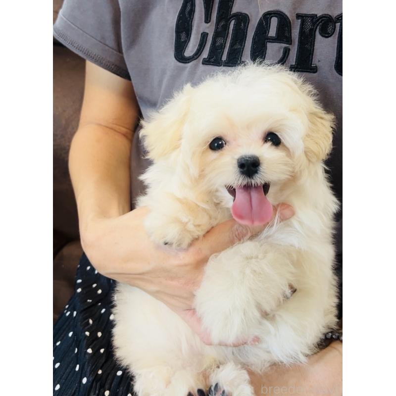販売中の福岡県のミックス犬-404120の5枚目