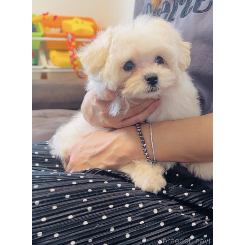 販売中の福岡県のミックス犬-404120の3枚目