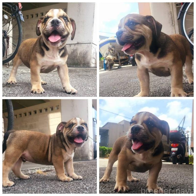 販売中の沖縄県のミックス犬-412573