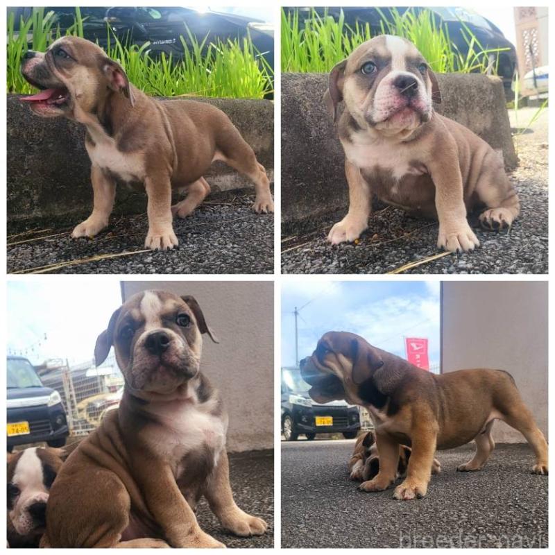 販売中の沖縄県のミックス犬-412575の1枚目