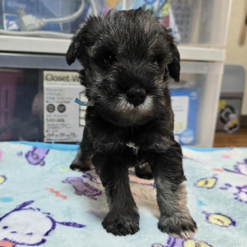 成約済の岡山県のミニチュアシュナウザー-408660の11枚目