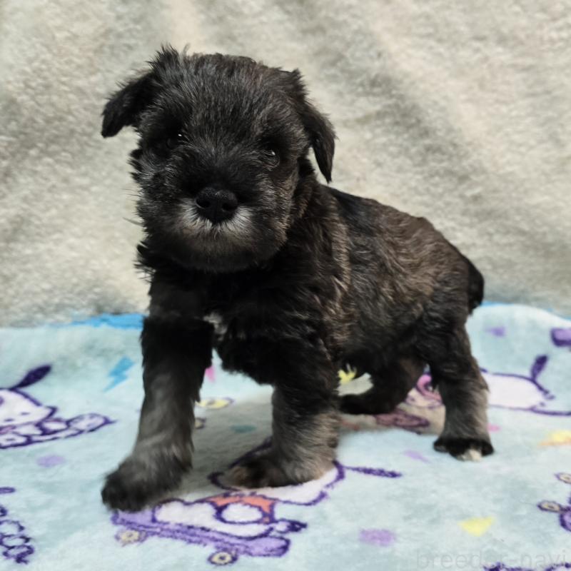 成約済の岡山県のミニチュアシュナウザー-408660の10枚目