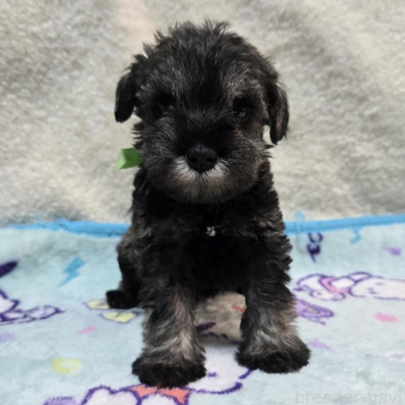 成約済の岡山県のミニチュアシュナウザー-408661の11枚目