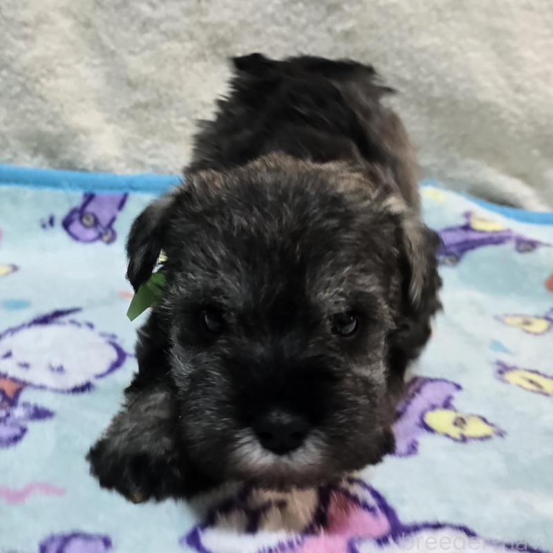 成約済の岡山県のミニチュアシュナウザー-408661の10枚目