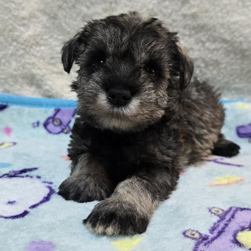 成約済の岡山県のミニチュアシュナウザー-408662の12枚目