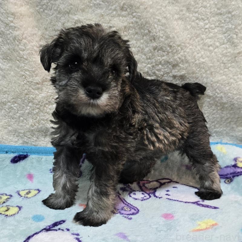 成約済の岡山県のミニチュアシュナウザー-408662の11枚目