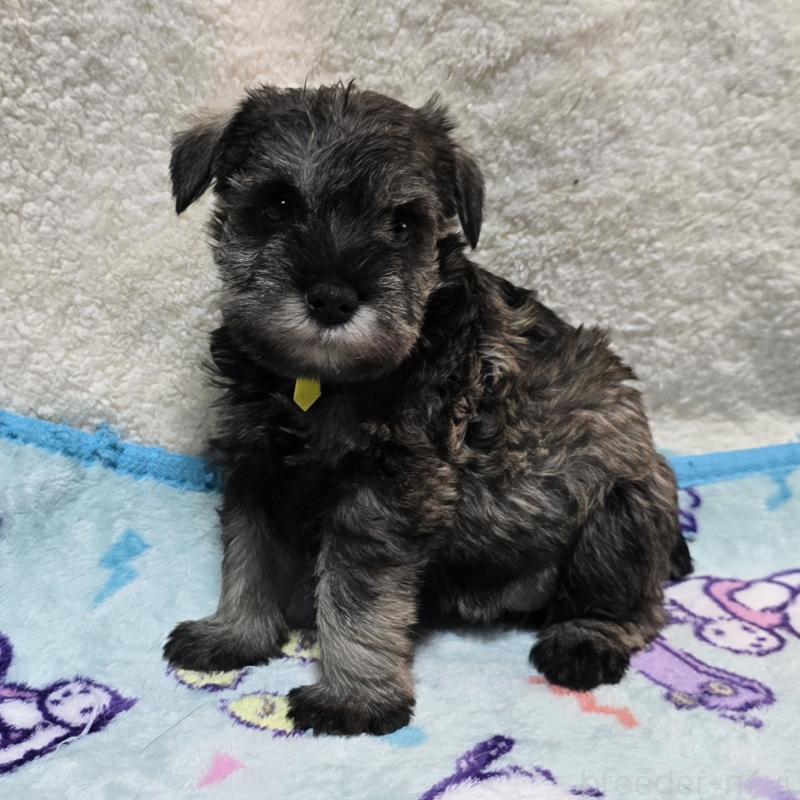 成約済の岡山県のミニチュアシュナウザー-408663の12枚目