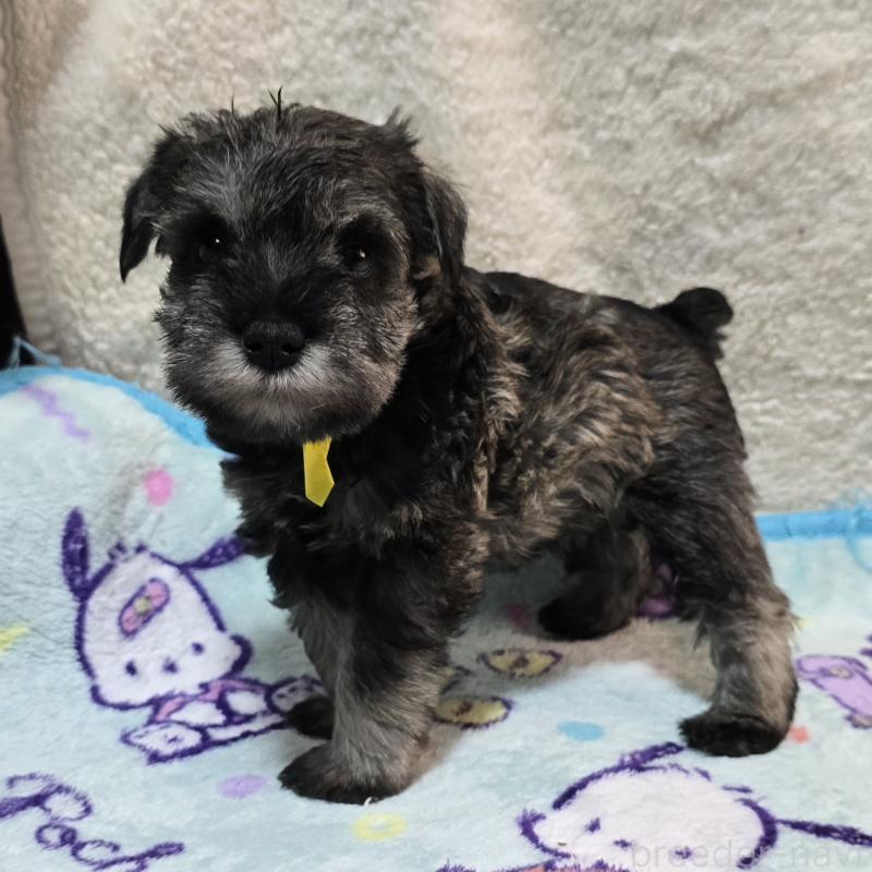 成約済の岡山県のミニチュアシュナウザー-408663の11枚目