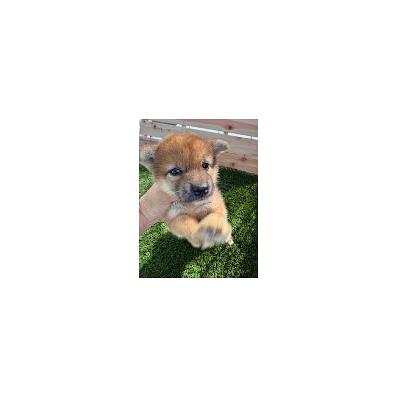 販売中の広島県の柴犬-412585の4枚目