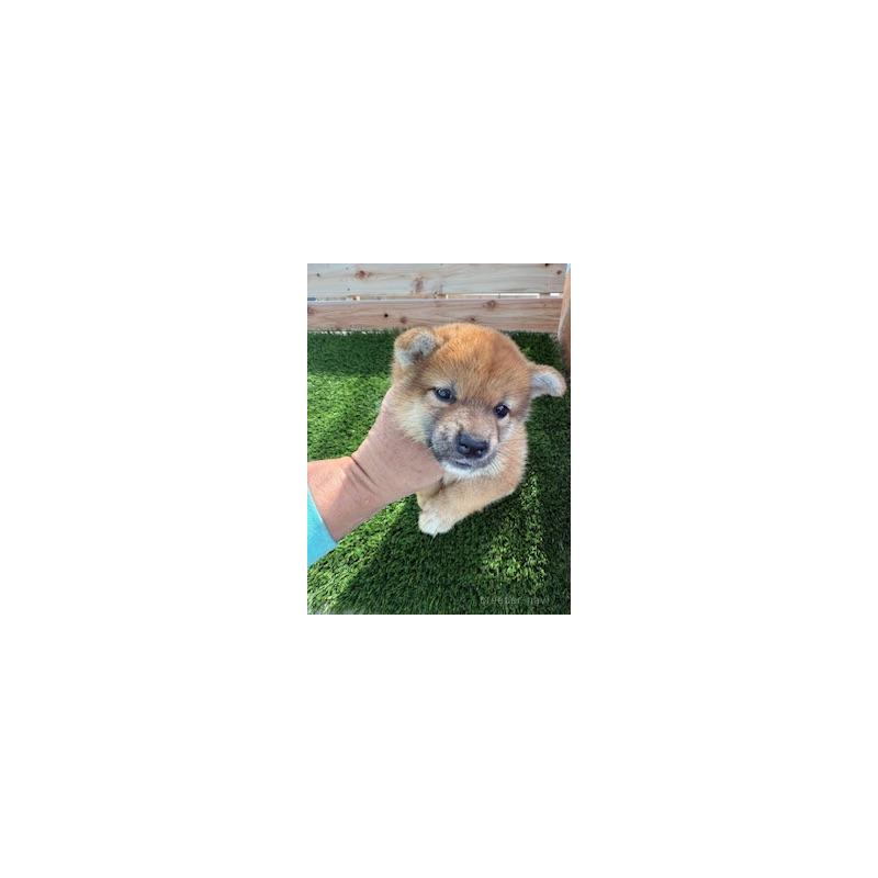 販売中の広島県の柴犬-412585の3枚目